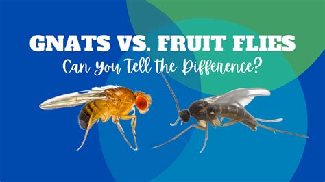 Difference Between Gnats And Fruit Flies Archives Difference Hunter Hot Sex Picture