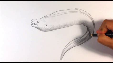 Eel Drawing Simple And Ill Show You How In This Video Mambu Png