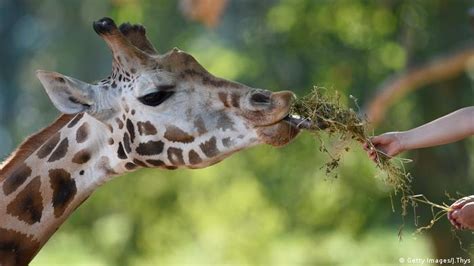 Necks For Sex How Giraffes Evolved To Feed And Breed Science In