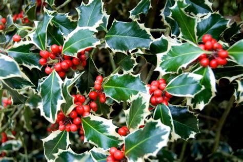 Holly Plant Meaning Unveiling Cultural Stories Myths And Symbolism