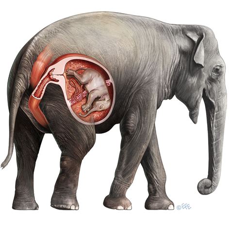 Pin By Lenina Wang On Illustration 鑑 Elephant Facts Elephant