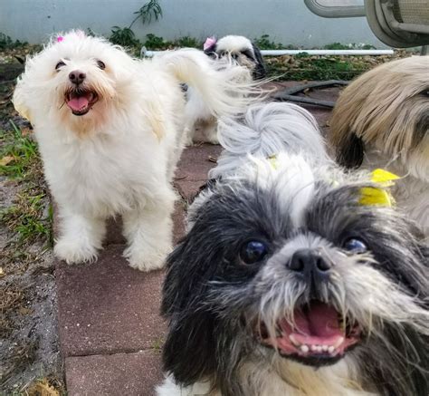 Shih tau for sale her name is bella she is lovely dog she is great with children and other pets she is one imperial shih tzu stud dog proven i'm banjo here to service the lady's.dad full imperial kcr mum full small dlr. 45+ Puppy Shih Tzu For Sale Near Me in 2020 | Puppies ...