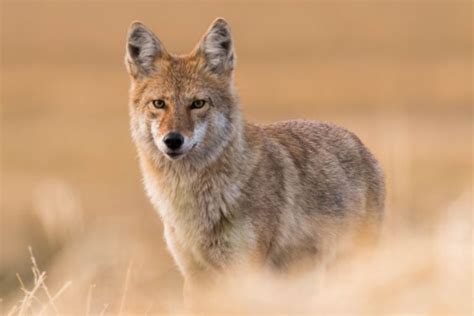 Faits Intéressants Sur Les Coyotes