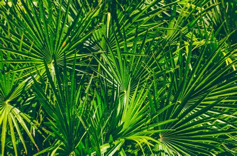 The Leaves Of A Palm Tree In The Jungle Texture Of The Leaves Of The