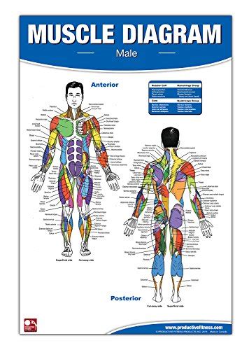 Muscles In The Body Diagram Diagrams Of Muscular System This Image
