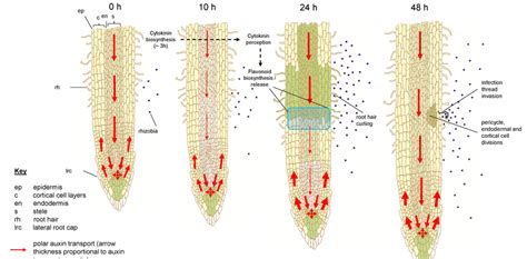 Schematic Model Of The Regulation Of Auxin Transport During Nodulation