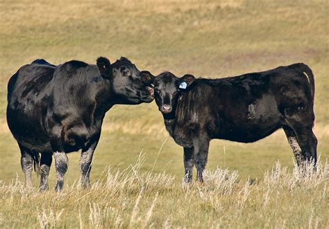 Alberta Beef Producers Marks 50 Year Milestone The Western Producer