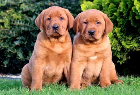 She is very agile and a fast runner. Labrador Retriever - Fox Red Puppies For Sale | Puppy ...