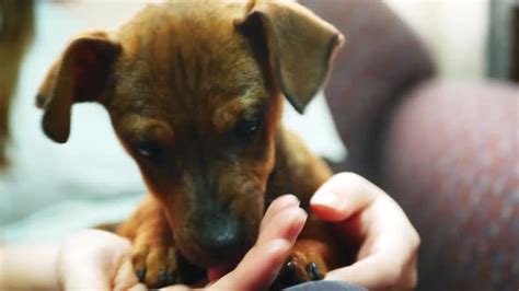 Puppy Licks A Hand Stock Footage Videohive