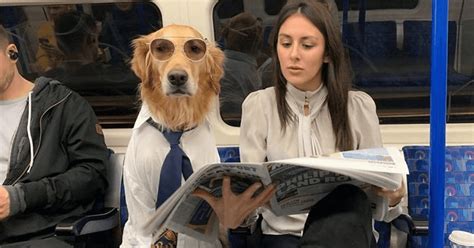 22 Hilariously Adorable Pictures Of A Dog And His Owner