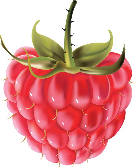 Raspberry Clipart Clipground