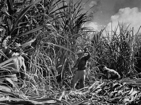 Farm Hands Working On A Sugar Cane Farm Photographic Print Hansel Mieth