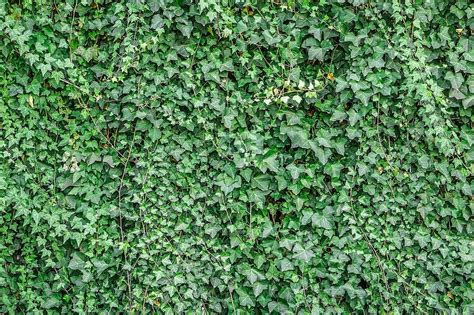 Ivy Ivy Wall Green Wall Plant Leaf Nature Garden Texture
