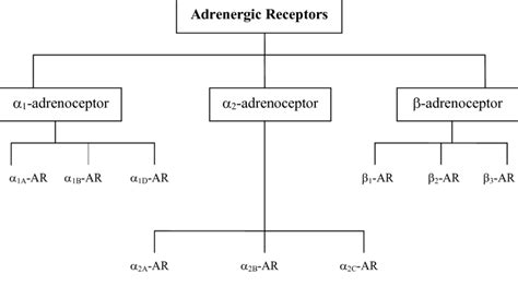 The Current Scheme Of Classification For Adrenergic Receptors