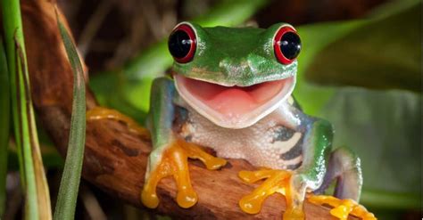 The 10 Cutest Frogs In The World A Z Animals
