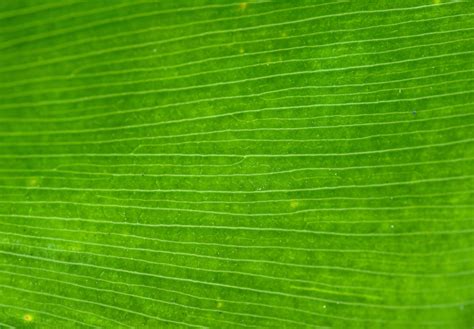 Download Texture Leaf Green Texture Photo Background Download