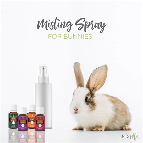 Misting Spray For Bunnies Bunny Pet Rabbit Care Bunny Care