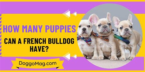 How Many Puppies Can A French Bulldog Have 6 Definitive Factors