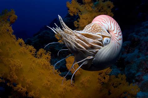 What Is A Nautilus