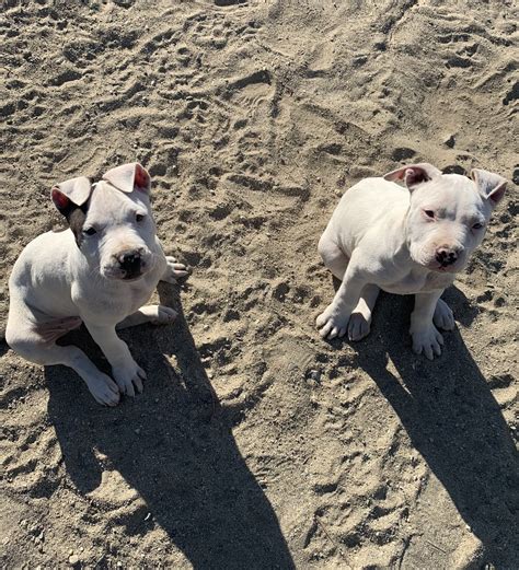 American Staffordshire Bull Terrier Sale Image Bleumoonproductions