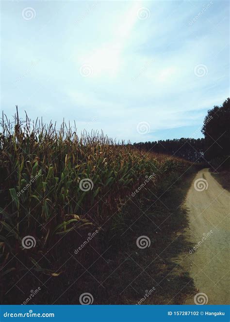 Corn Field With Road Stock Photo Image Of Corn Field 157287102