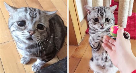 Meet Luhu The Adorable Sad Cat The Internet Is Falling In