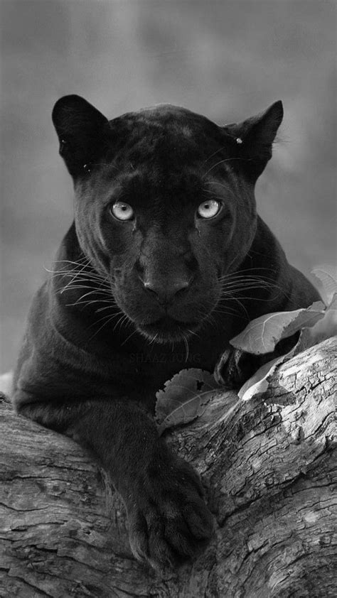 Black Panther Cats Of The Wild Black Panther Tattoo Black Panther Cat
