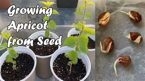 How To Sprout An Apricot Seed Best Answer