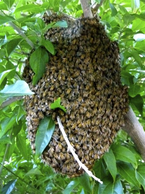 Help And Advice On Bee Swarms