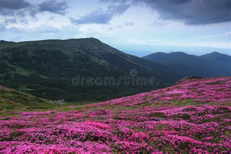 Amazing Spring Mountain Scenery A Lawn Covered With Flowers Of Pink