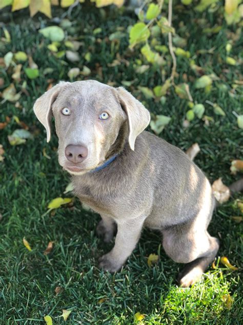 Full grown these pups are charting to be about 25 to 30 pounds. Reduced Price - Adorable Male Silver Labrador Retriever ...