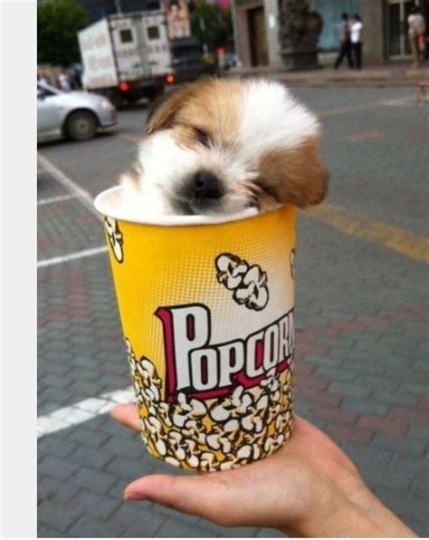 Cute Little Popcorn Dog🐶 In 2020 Funny Animal Memes Animal Memes