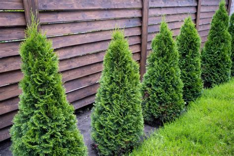 Pyramidal Arborvitae Vs Emerald Green Whats The Difference