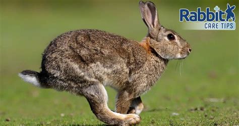 How Fast Do Rabbits Run Wild Domestic Rabbit Top Speed