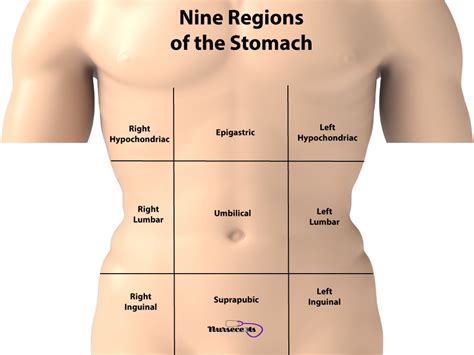 The more detailed regional approach subdivides the cavity with one horizontal line immediately inferior to the ribs and one immediately superior to the pelvis, and two vertical lines. 11 Facts About the Gastrointestinal System Every Nursing ...