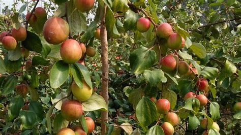 Kashmiri Apple Ber Plants And कश्मीरी एप्पल बेर प्लांट Is Video Mein Ham Bataenge Plant Ki