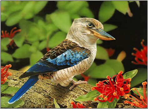Free Download Animals Zoo Park 12 Beautiful Birds Desktop Wallpapers