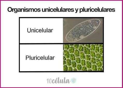 Organismos Unicelulares Y Pluricelulares Brainlylat