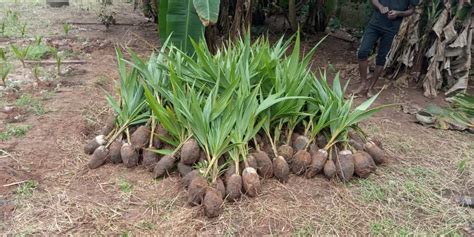 Coconut Seedling Quemems Farms