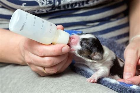 Nourrir Artificiellement Des Chiots Au Biberon Newborn Puppies