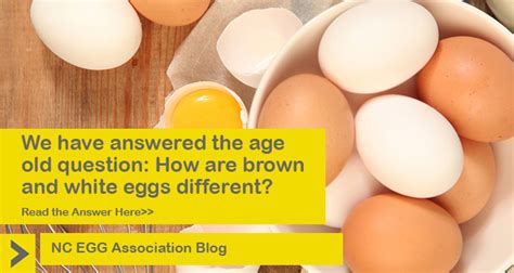 Whats The Difference Between Brown And White Eggs Nc Egg Association
