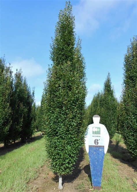 Designing A Formal Hedge You Should Be Using Pyramidal European