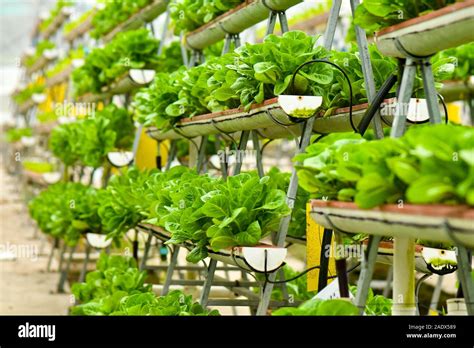 Vertical Urban Farming Technology In Singapore Stock Photo Alamy