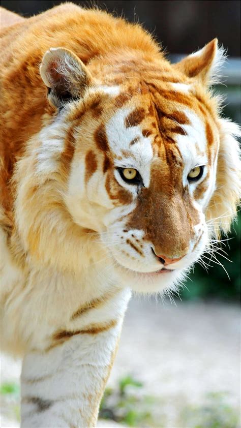 Golden Tiger Rare Animals Hd Phone Wallpaper Pxfuel