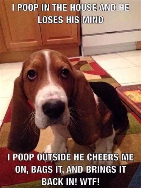 Hilarious Animal Memes Clean Hilarious Dog Memes Youll Laugh At