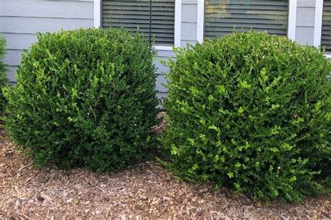 Low Maintenance Shrubs Perfect For The Front Of The House Front Yard