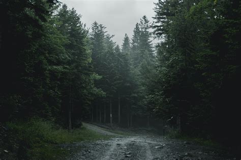 Free Stock Photo Of Dark Dark Green Forest