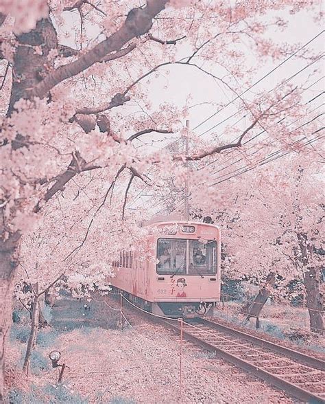 Cherry Blossom Pink Aesthetic Anime Scenery Wallpaper Scenery