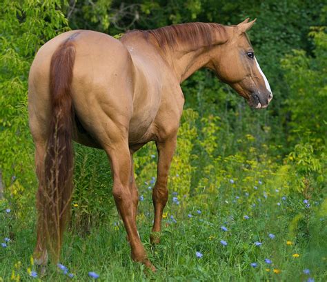 Shade Shifters Why Horses Change Color Horse Nation