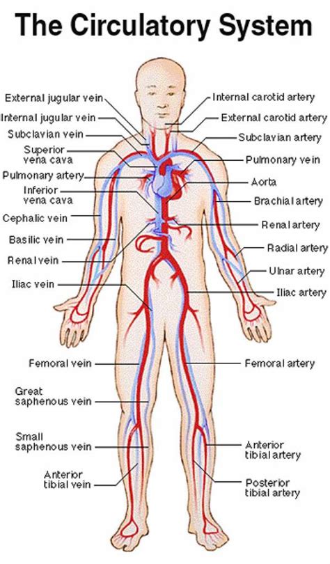 Master blood vessels with diagrams and arteries and veins quizzes. Blood vessels diagram | Healthiack